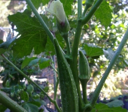 Burmese Okra