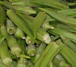 Cajun Jewel Okra