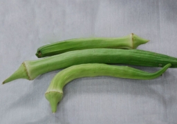 Emerald Okra