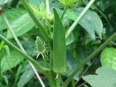 Okra Plant, growing in Hong Kong