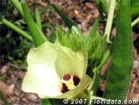 Okra Blossom