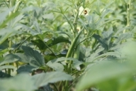 Okra plant