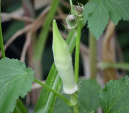 Silver Queen Okra