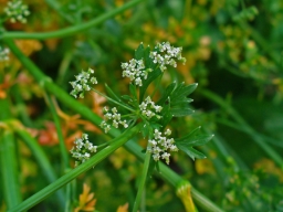 Petroselinum crispum, Parsley, inflorescence