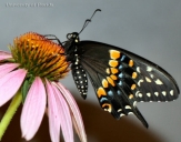 Adult male eastern black swallowtail