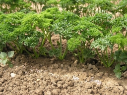 Parsley (Petroselinum crispum)