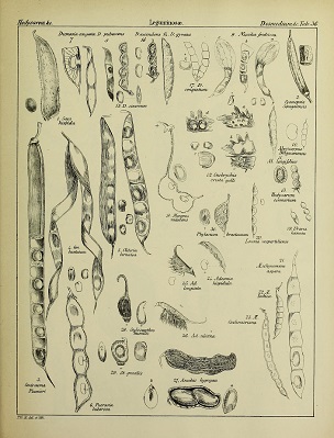 Arachis hypogaea L.