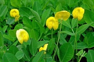 Unlike its edible relating the Perennial Peanut does not bury its head in the sand