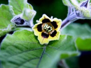 Poha flower