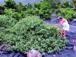 Harvesting poha at the 12-Trees Project orchard