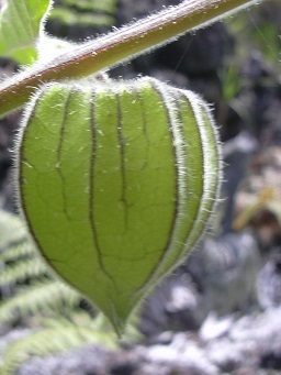 Physalis peruviana, Fruit capsule, Auwahi, Maui, Hawai'i