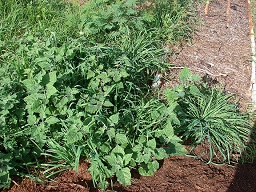 Physalis peruviana (Poha, Cape gooseberry), Habit, Olinda, Maui, Hawai'i