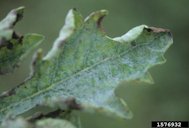 Very heavy powdery mildew sporulation on watermelon leaf