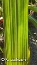 close up of leaf, sarrate edges