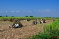 Sugarcane Harvest