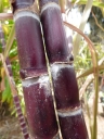 Hawaiian variety Honuaula, dark red stems, Maui Nui Botanical Garden