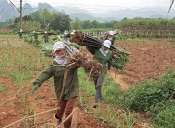 Sugar canes harvested by women in Hòa Bình province, Vietnam