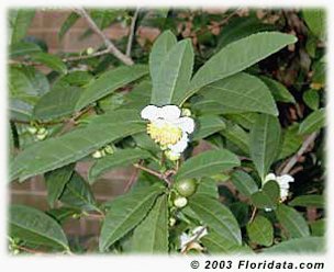 These are tea leaves and flowers of var. sinensis