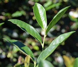 Charleston Tea Plantation - Charleston, SC and Strybing Arboretum - San Francisco, CA