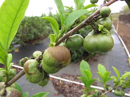 Camellia sinensis (Tea), Fruit, Kula Agriculture Station, Maui, Hawai'i