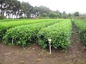 Crop trials Mealani Ag Station Waimea, Hawaii, Hawai'i