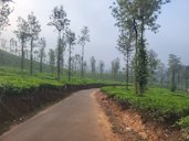 Tea plantation in Vythiri, Kerala, India