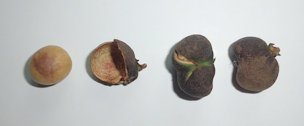 Dried tea fruit, from left to right: tea fruit seed, empty tea fruit hull, slightly cracked tea fruit, and dry intact tea fruit