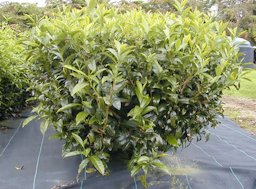 Tea plant (Camellia sinensis 'Yabukita')
