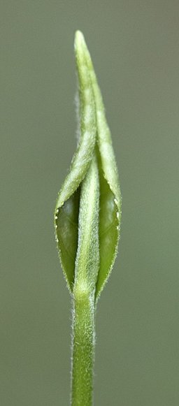 Bud tip of tea plant (Camellia sinensis). Espiye - Giresun, Turkey