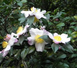 Attractive white flowers with a pinkish tinge and bright yellow stamens