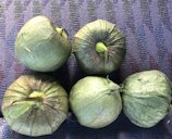 Large-flowered Tomatillo Physalis philadelphica, Country Club Rd, Borrego Springs, CA