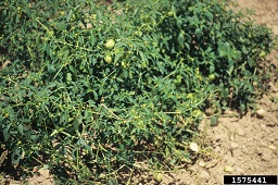 Tomatillo groundcherry (Physalis philadelphica), Healthy plant showing plant architecture and growth habit