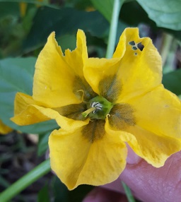 Physalis philadelphica Lam.