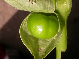 Berry, calyx partially removed