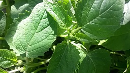 Tomatillo plant with buds, pubescent stem and serrated leaves noticeable