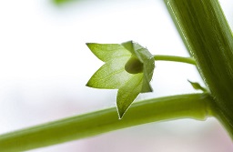 After pollination of the flower the leaves fall off and the fruit begins to grow