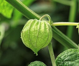 Tomatillo P. philadelphica in a garden in Kluse (Emsland)