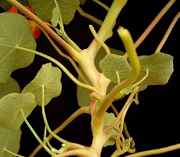 Tropaeolum majus