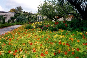 Flowers in Kilkennny, Ireland