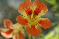 Tropaeolum majus