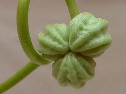 Tropaeolum majus fruit, Fruit de Tropaeolum majus, (Grande capucine)