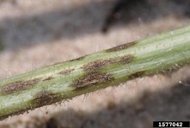 Anthracnose on watermelon stems. Note the black stromata in the lesion at the center of the frame