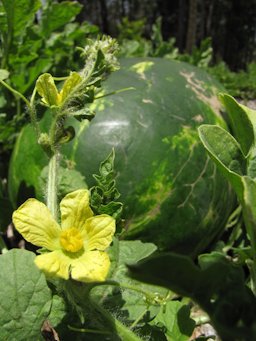 Citrullus lanatus (Watermelon. Fruit and flower at Hawea Pl Olinda, Maui, Hawaii