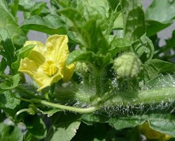 Watermelon flower and bud close up