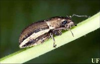 Lateral view of an adult female whitefringed beetle, Naupactus sp.