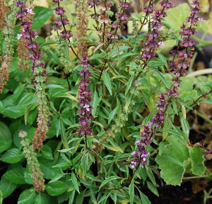 New Guinea Basil