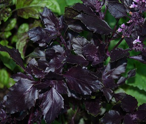 Purple Delight Basil