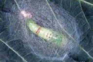 Pupa