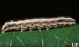 Lateral view of a larva of the yellowstriped armyworm